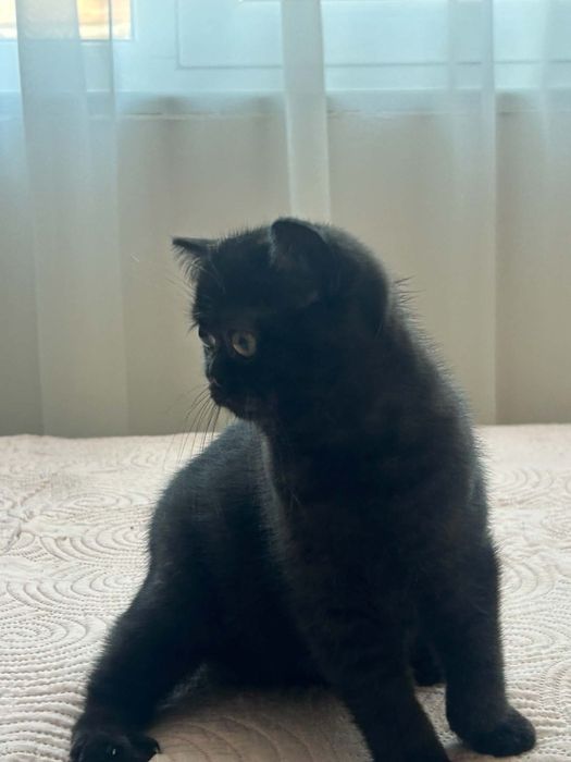 Шотландска котка