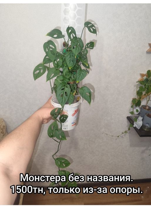 Комнатные   цветы