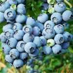 Mur, aronia, agris, zmeur, afin, lonicera si stoloni de capsuni!