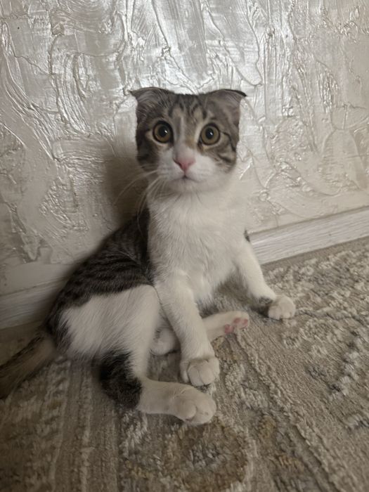 Отдам в добрые руки котенка