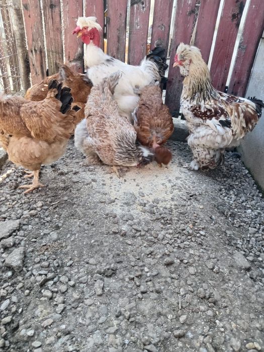 Găini motate și încălțate