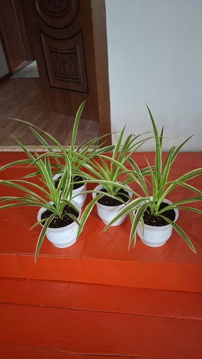 Хлорафитум 1500 т