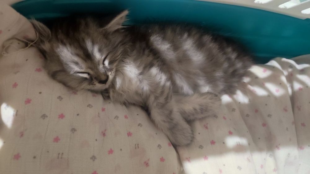 Продам котёнка мальчик