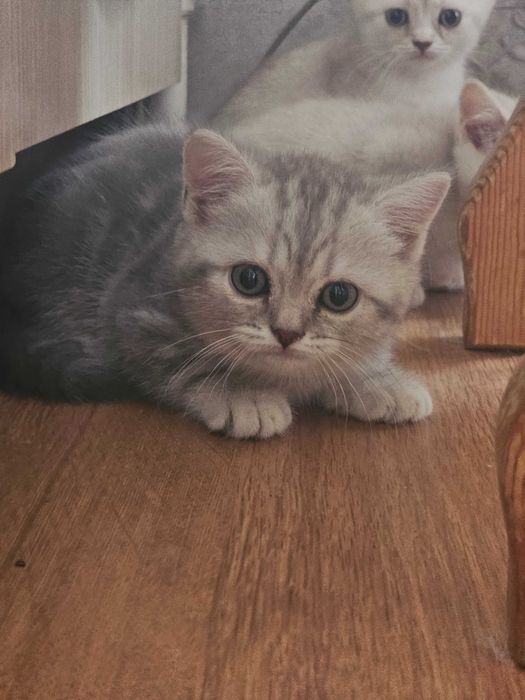 Продаются котята