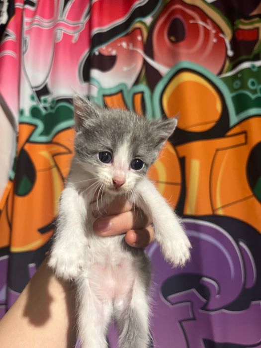 Котята бесплатно