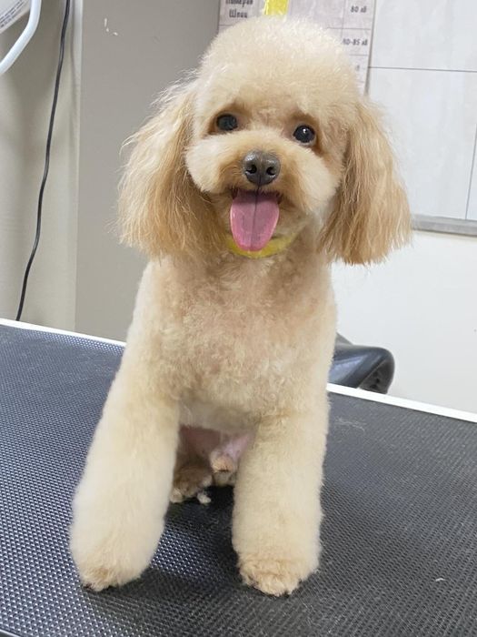 Чистокръвен ТОЙ пудел черен мъжки