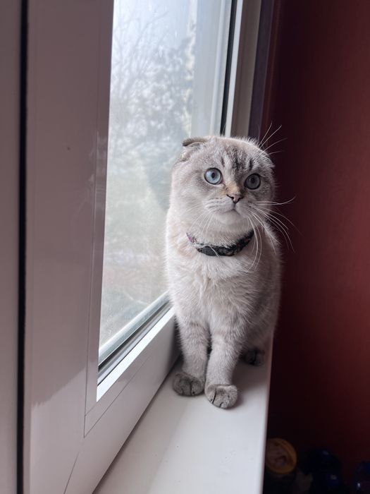 Кот приглашает в гости на  вечеринку