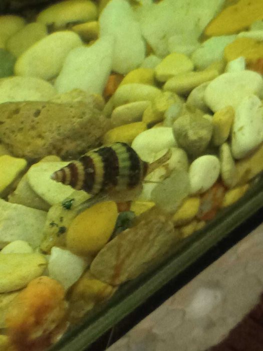 Хищные улитки Хелены