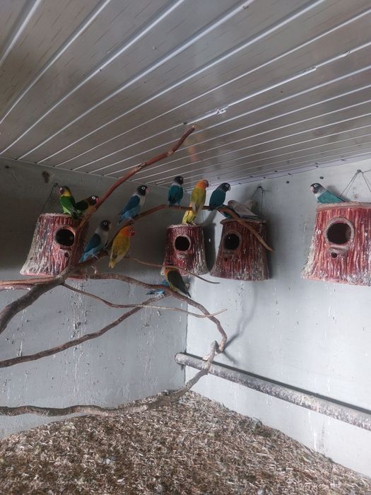 Qushlar  hammasi  sotiladi