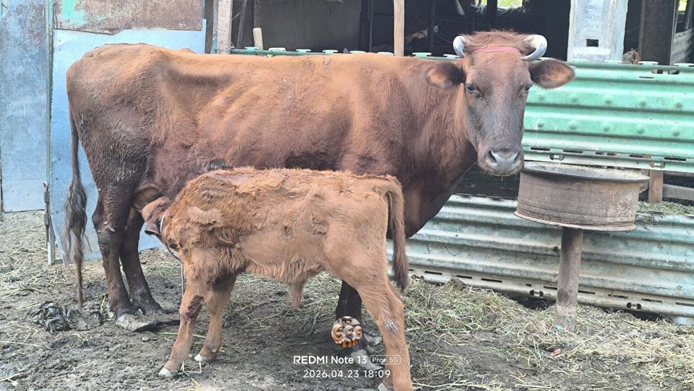 Сигирларни сотамиз келишилган ҳолда