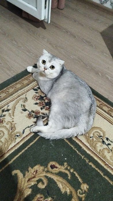 Марғау (Кошка)  Шиншилла СРОЧНО