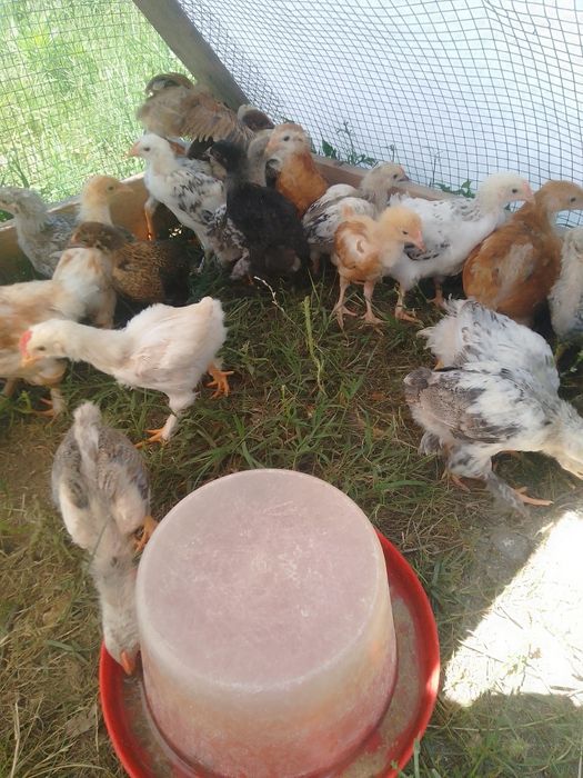 Pui de găină de țară și pui austrolop
