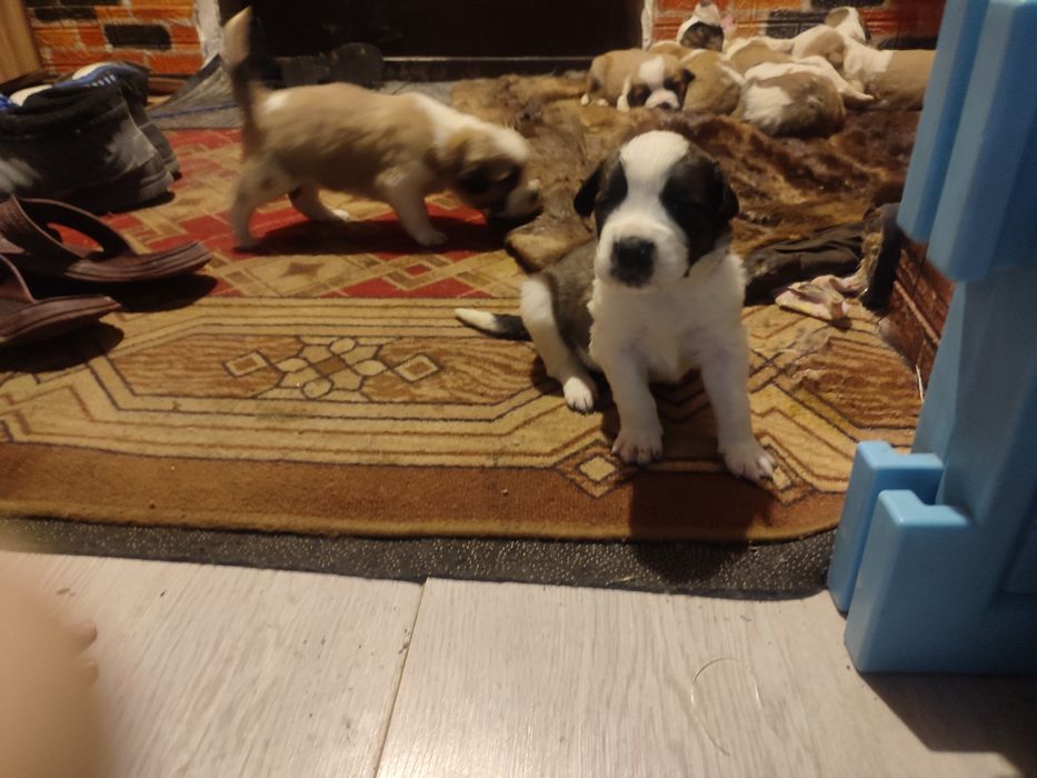 Щенки Московская сторожевая