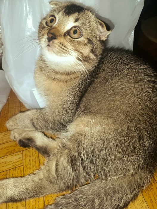 Котята  голландские