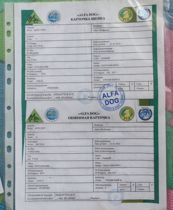 akita inu sotiladi 1yoshdan otgan urgochi toza qon klubdan olingan