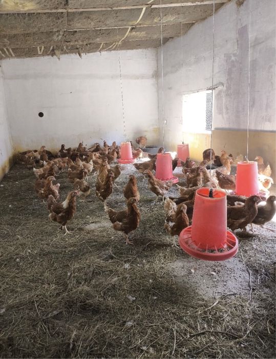 Ломан Браун 3200