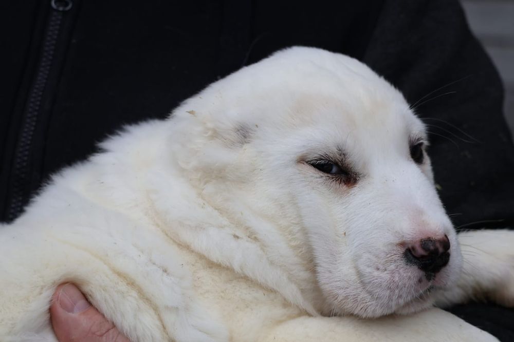 Белые ,тяжёлые алабаи