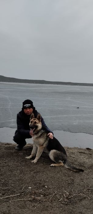 Щенки авчарки ВЕО