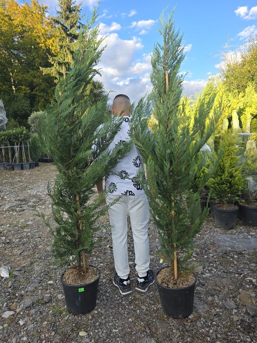 Leylandii chiparos