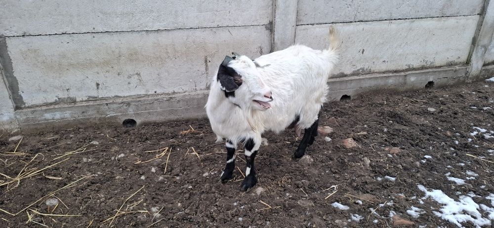 Vând capră de lapte