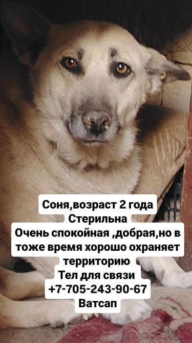собаки в хорошие руки