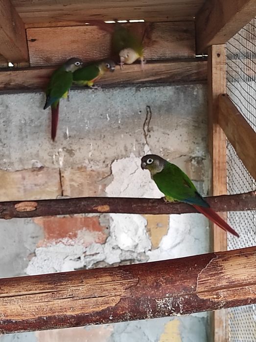 Продавам папагали пирура молина