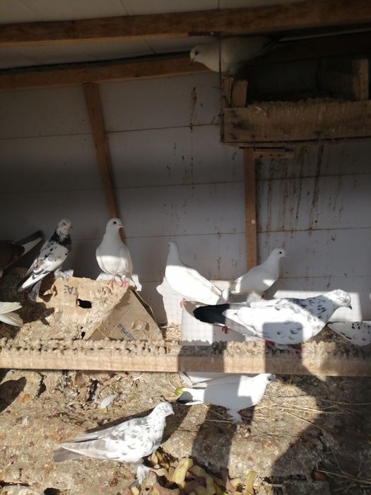 Голуби домашние, чубатые и на лохмах