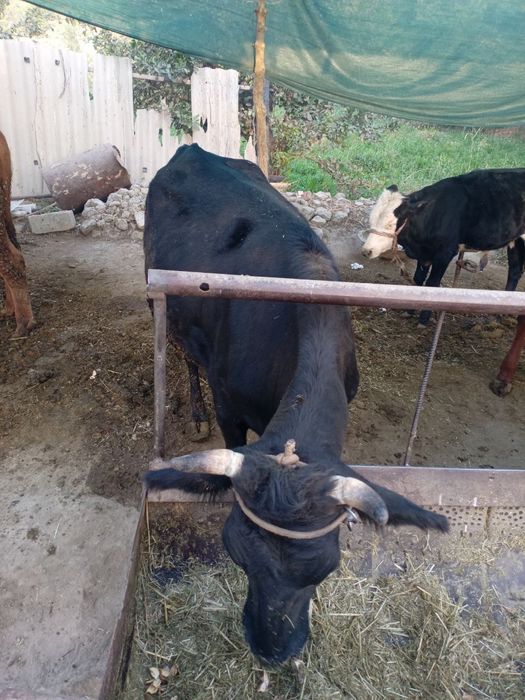 КораМоллар сотилади