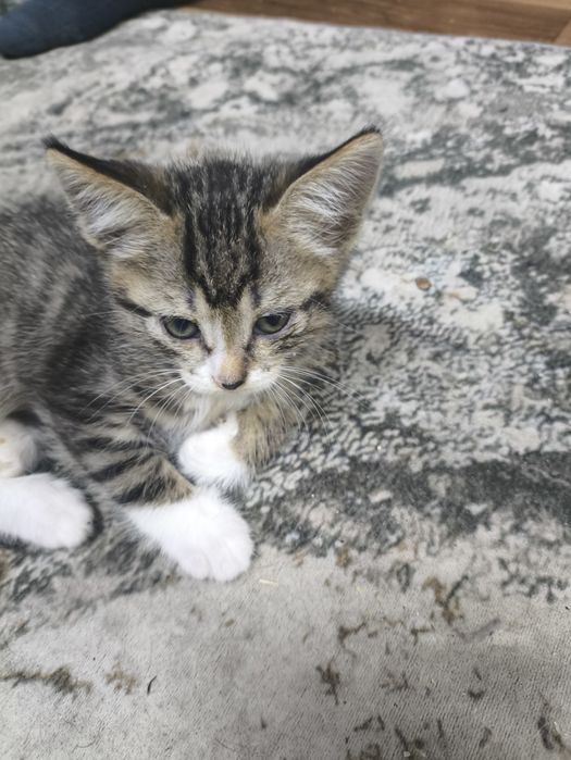 Отдам бесплатно котят