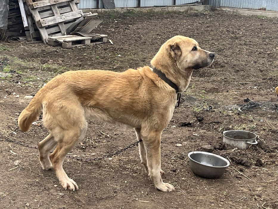 Отдам в хорошие руки