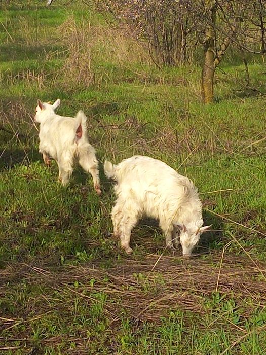 Vand capra tanara metis anglonubian