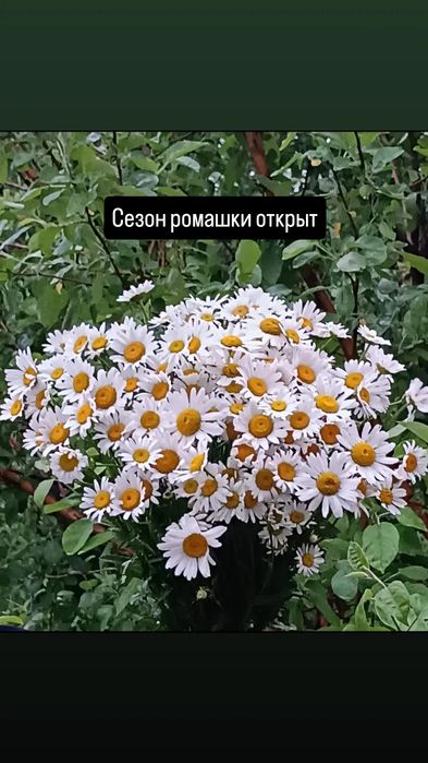 Ромашки/букеты, цветы