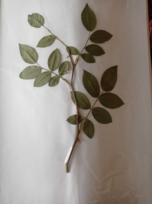 Хербарий по Фармакология за ТрУ