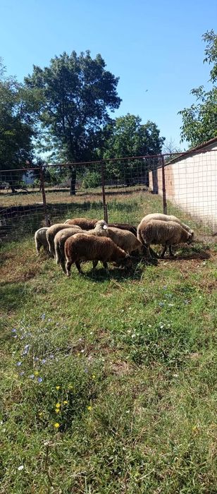 Продавам Млади  Овце , агнета и шилета.