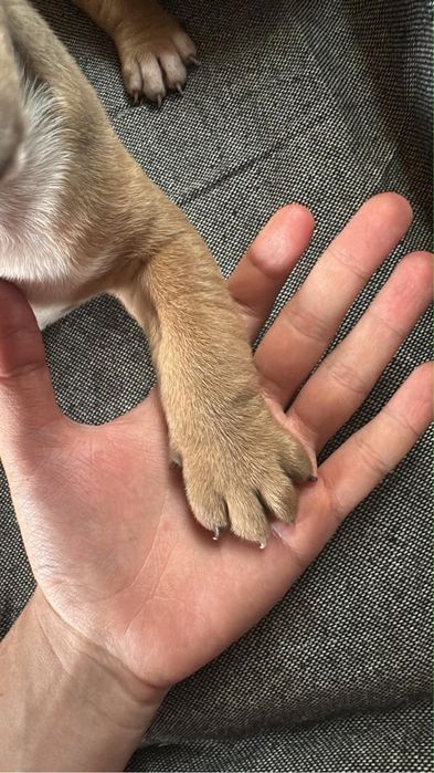 кученца Pitbull American Bully