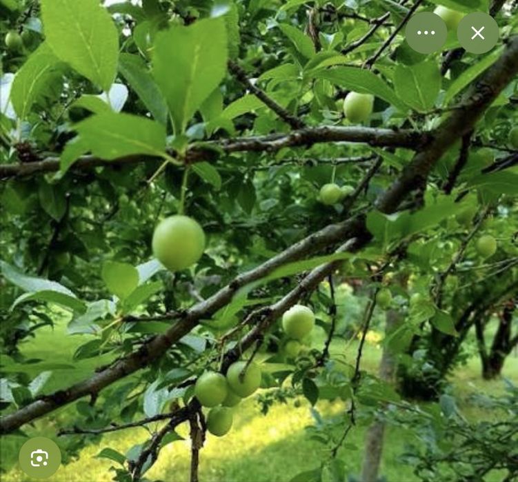 Sursa de vitamine!!! Produse BIO!!!