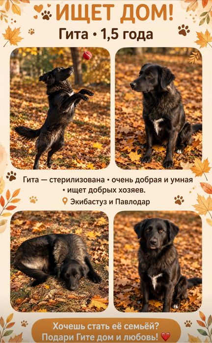 Ищет дом  красавица Гита