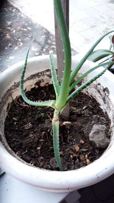 АЛОЭ  для лечения