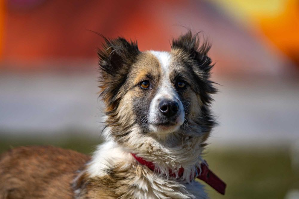 Собака (3 года) в добрые руки