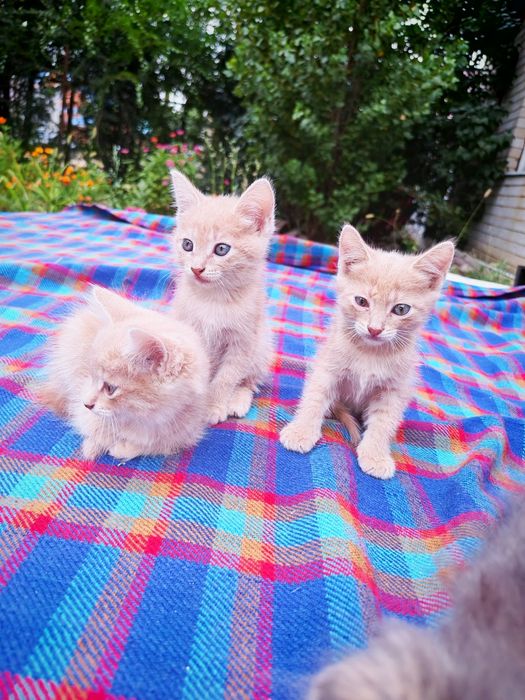 Отдам котят бесплатно