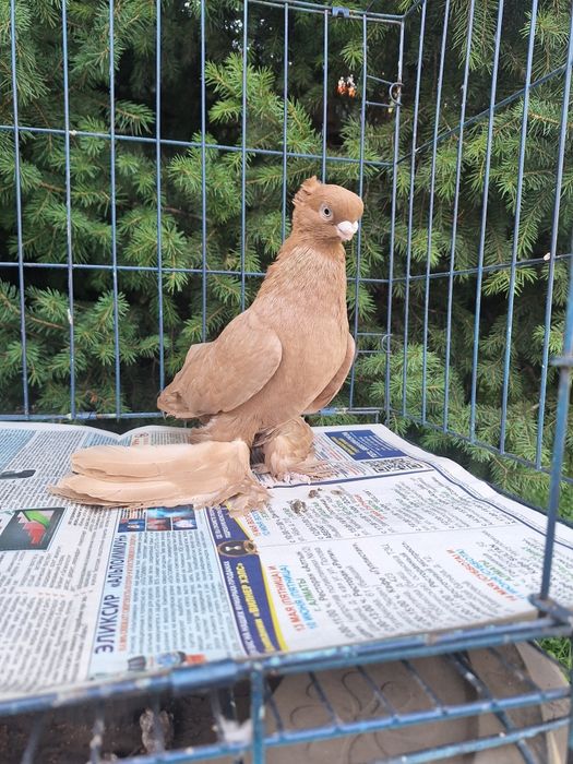 Продам жёлтого пискуна