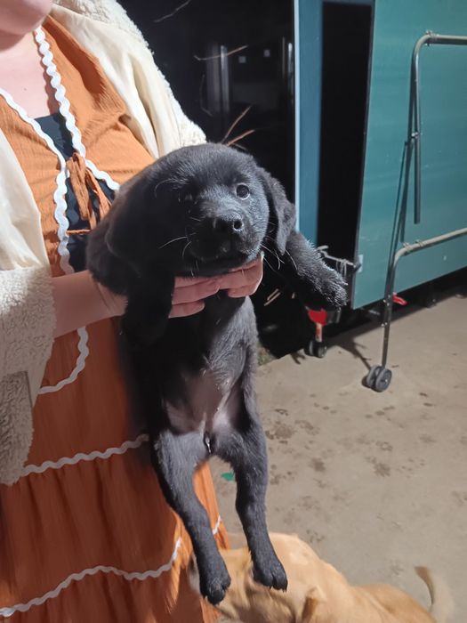 Donez căței de adoptat