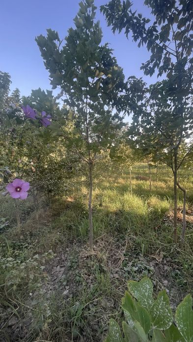 Lola kAshtan pavloniya qayragoch klyon yasen