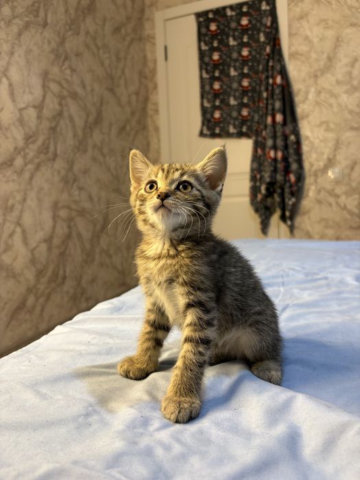 Котята британцы 2 мальчика