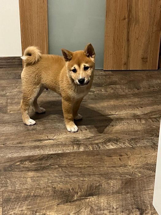 Шиба Ину момченце