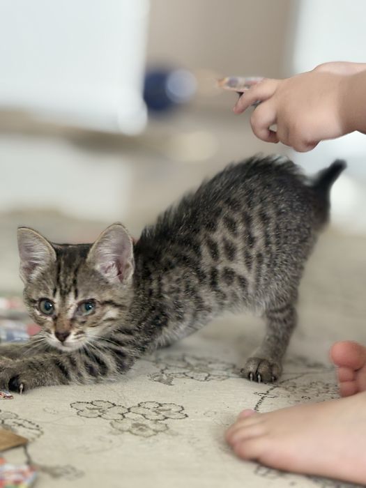 Шотландский кошка