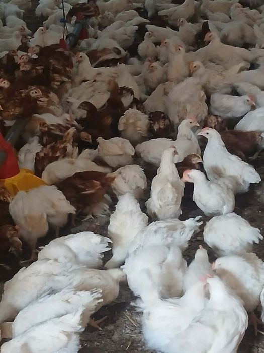 Fermă de pui prahova