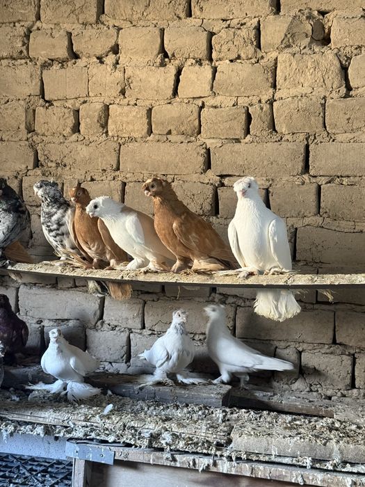 Кептер сатылады!