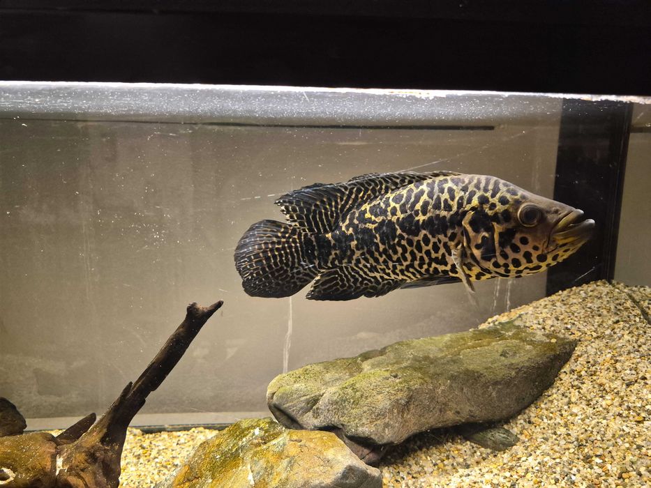 Peste ciclid jaguar