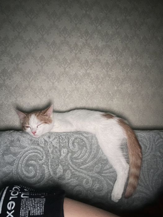 Шотландский котенок